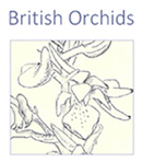 British Orchids